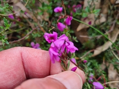 Tetratheca bauerifolia