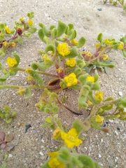 Tetragonia