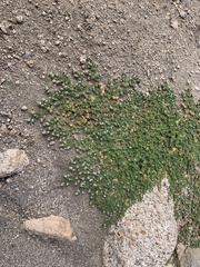 Euphorbia albomarginata