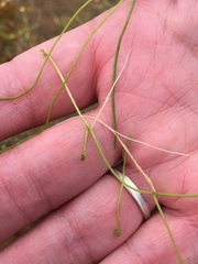 Pilularia globulifera