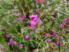 Tetratheca bauerifolia