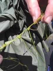 Pilularia globulifera