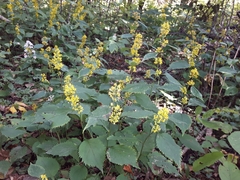 Solidago flexicaulis