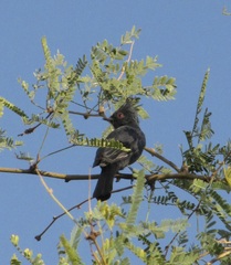 Phainopepla nitens