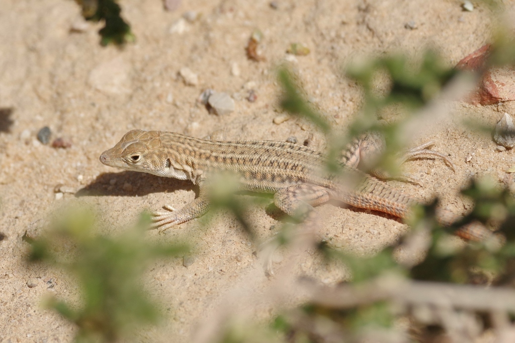 Snake-Tailed Fringe-Toed Lizard