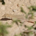 Acanthodactylus opheodurus - Photo (c) Thibaud Aronson, osa oikeuksista pidätetään (CC BY-SA), lähettänyt Thibaud Aronson