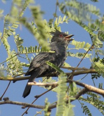 Phainopepla nitens