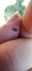 Storeus albosignatus