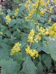 Solidago flexicaulis