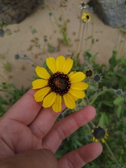Encelia canescens