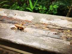 Gryllacrididae