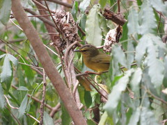 Myiothlypis bivittata