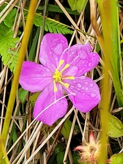 Heterotis rotundifolia