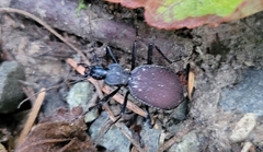 Scaphinotus angusticollis