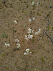 Leucocoryne appendiculata