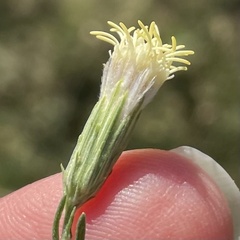 Brickellia eupatorioides