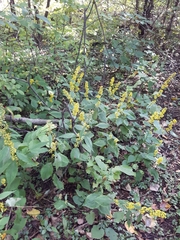 Solidago flexicaulis