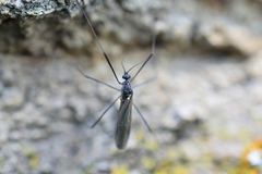 Gnophomyia tristissima