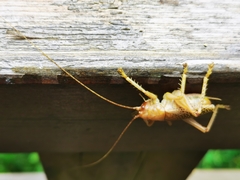 Gryllacrididae