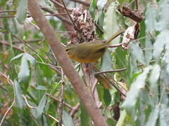 Myiothlypis bivittata