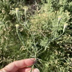 Brickellia eupatorioides