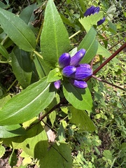 Gentiana clausa