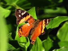 Hypanartia bella