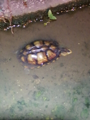 Kinosternon scorpioides scorpioides