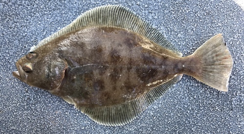 Petrale-tong (Eopsetta jordani) — Pleuronectidae — 3