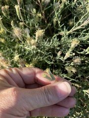 Brickellia eupatorioides