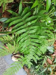 Christella parasitica