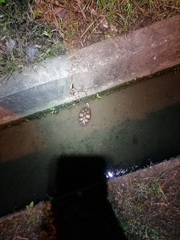 Kinosternon scorpioides scorpioides