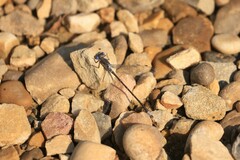 Lestes congener