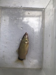Yasuhikotakia morleti