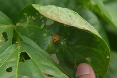 Epilachna varivestis