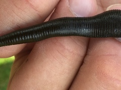 Haemopis sanguisuga