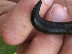 Haemopis sanguisuga