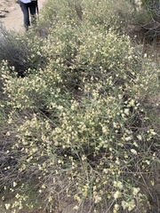 Scutellaria mexicana