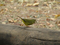 Myiothlypis bivittata