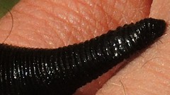 Haemopis sanguisuga
