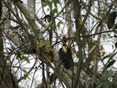 Campephilus leucopogon