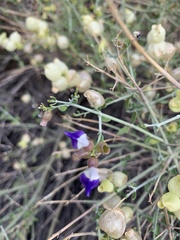 Scutellaria mexicana