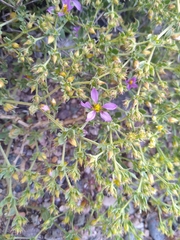 Fagonia chilensis