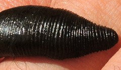 Haemopis sanguisuga