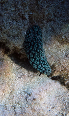 Phyllidiella