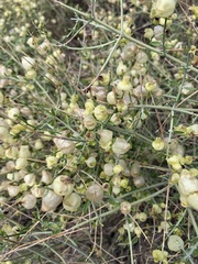 Scutellaria mexicana