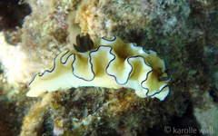 Doriprismatica atromarginata