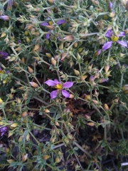 Fagonia chilensis