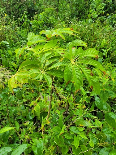 Schefflera samoensis