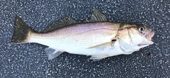 Genyonemus lineatus